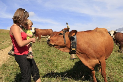 Alpages et vaches tarine autour de Les Saisies en été